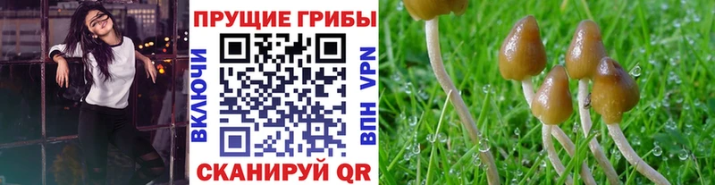 Галлюциногенные грибы Cubensis  Купить закладки  Бодайбо 